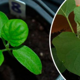 Jak zasít lilek na sazenice doma